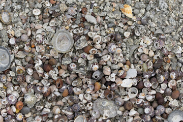 Heaps of shellfish on a beach in Brittany