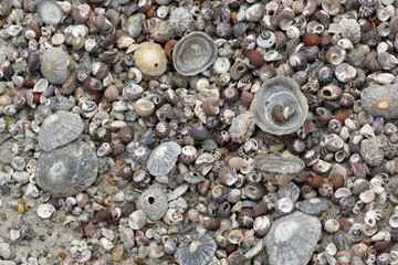 Heaps of shellfish on a beach in Brittany