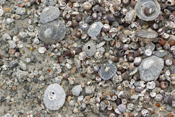 Heaps of shellfish on a beach in Brittany