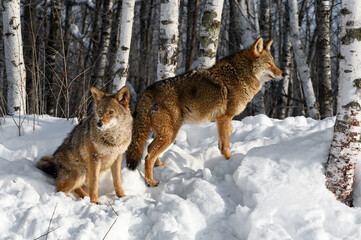 Coyote (Canis latrans) Together on Edge of Birch Forest Winter