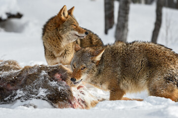 Coyote (Canis latrans) Turns to Side Eye at Buck Carcass Winter