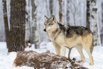 Grey Wolf (Canis lupus) Stands Next to Body of White Tail Buck Winter