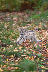 Naklejka na ściany i meble Cougar Kitten (Puma concolor) Jumps Across Leaf Strewn Ground Autumn