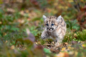 Cougar Kitten (Puma concolor) Steps Through Leaves Paw Up Autumn