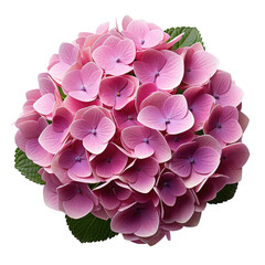 pink hydrangea flowers isolated on transparent background