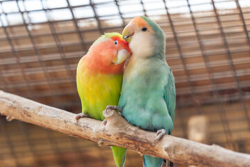 Fototapeta premium Yellow and blue lovebird parrots sitting together on a tree branch, cuddling