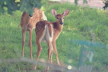 baby deer