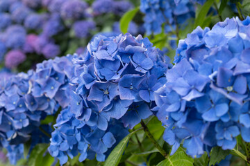 hydrangea flowers, one of the symbols of Brittany