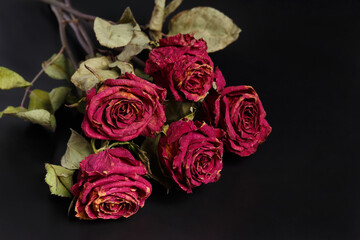 Dry roses on a black background, copy space. Unhappy love, loneliness, sadness, old age, loss.