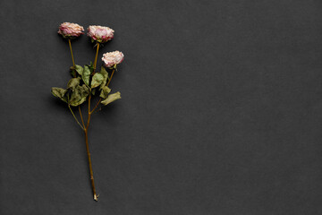 Dry roses on dark background top view copy space.