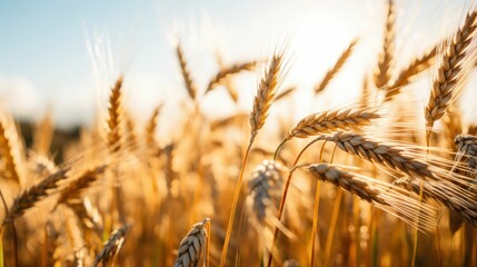 Close up of golden wheat field in summer. Harvest concept