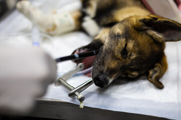 The veterinarian slowly inserts a flexible probe into the anesthetized dog's mouth. The doctor...
