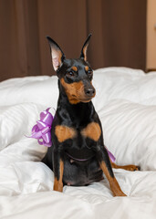 Cute pregnant miniature pinscher sits on the bed, top view