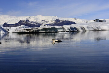 Jökulsárlón is a large glacial lake located in the south of the Vatnajökull glacier between the Vatnajökull National Park and the town of Höfn,appeared between 1934 and 1935