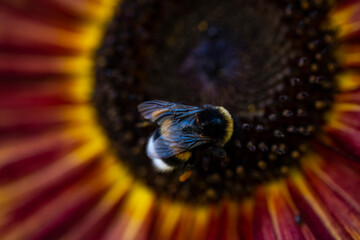 Pollination of a flower by a bumblebee. Bumblebee sits on a flower