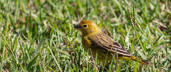 Stripe-tailed Yellow-Finch on a tree branch.