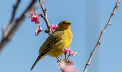 Photograph of a beautiful Saffron Finch in its natural habitat.