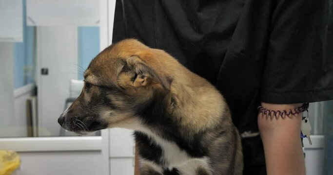 A cute homeless puppy is very afraid at the vet's appointment. The puppy looks around and looks scared. A mongrel puppy was found on the street and brought to a veterinary clinic to check his health.