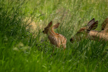 Fawn and Mom