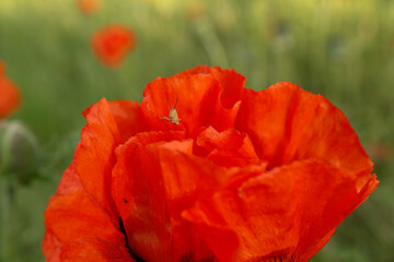 red poppy flower