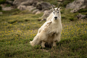 goat on the meadow