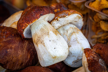 Fresh porcini mushrooms known as Boletus edulis at the grocery market. Porcini mushrooms in the greengrocer's shop. Large edible mushrooms for cooking. Lifestyle photo, close up