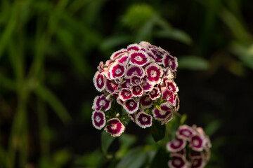 purple and white flower
