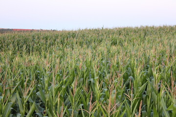 Campos de maíz al atardecer