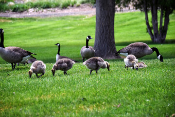 Canadian geese family, parents with goslings at the lake shore at Shoshone waterfall Twin Falls Idaho, USA