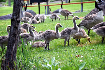 Canadian geese family, parents with goslings at the lake shore at Shoshone waterfall Twin Falls Idaho, USA