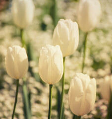White tulip flowers