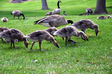 Canadian geese family, parents with goslings at the lake shore at Shoshone waterfall Twin Falls Idaho, USA