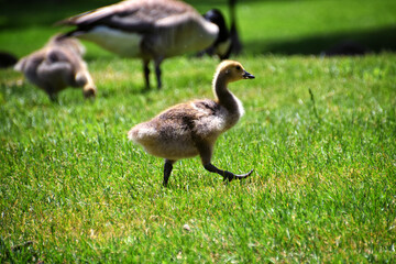 Canadian geese family, parents with goslings at the lake shore at Shoshone waterfall Twin Falls Idaho, USA