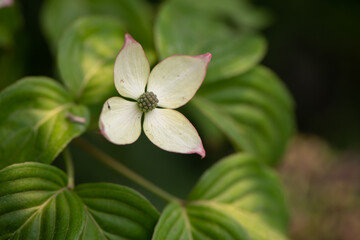 tree flower close up