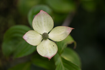 tree flower close up