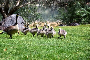 Canadian geese family, parents with goslings at the lake shore at Shoshone waterfall Twin Falls Idaho, USA