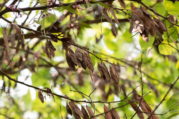 tree seeds and leaves