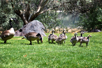 Canadian geese family, parents with goslings at the lake shore at Shoshone waterfall Twin Falls Idaho, USA