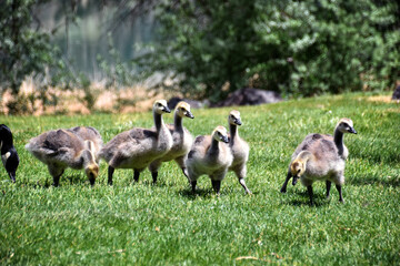 Canadian geese family, parents with goslings at the lake shore at Shoshone waterfall Twin Falls Idaho, USA