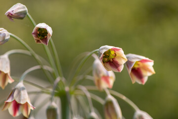 spring flower close up