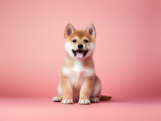 Shiba Inu puppy sitting on a light pink background