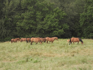 Obraz na płótnie Canvas Spanien: Pferde weiden im Valle Verde, im Baskenland (Gizpukoa) nahe Leitza