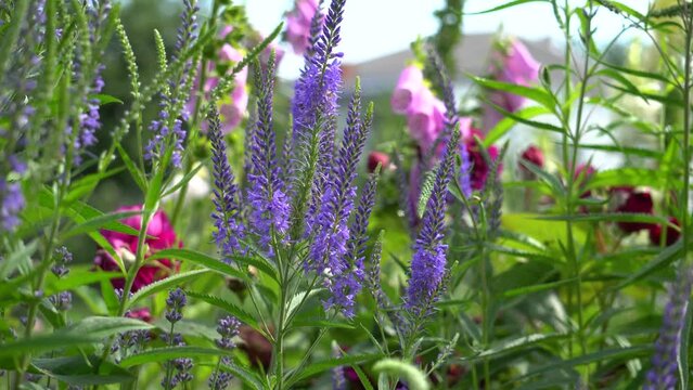 Close up of blooming veronika flowers with roses in summer garden. Blue purple blossoms grow by foxgloves on border