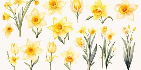 Foto op Canvas Daffodil Watercolor Dazzling Daffodils - Watercolor Illustration Set - Buds, Blooms, and Petals Dancing in Spring's Splendor.    Generative AI Digital Illustration © Cool Patterns