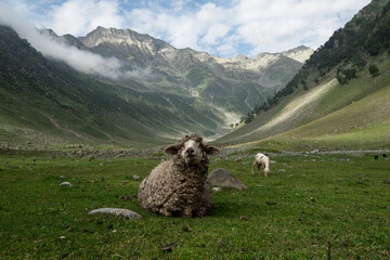 Sheep is laying, eating grass on the medow between mountain. 
