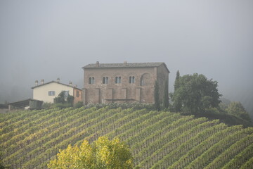 vineyard in region country