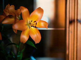 Orange lily flower in a dark corridor. House decoration. Dark and moody.