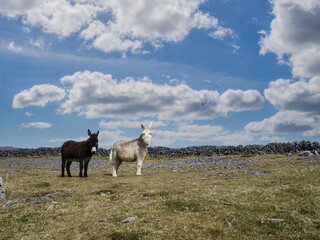 Two cute donkey in a field, rough stone terrain of Aran island in the background, county Galway, Ireland. Warm sunny day, cloudy sky. Stone fences in the background.