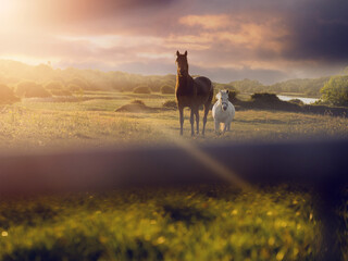 Horses in a green big field at sunset. Equestrian nature background. Selective focus.