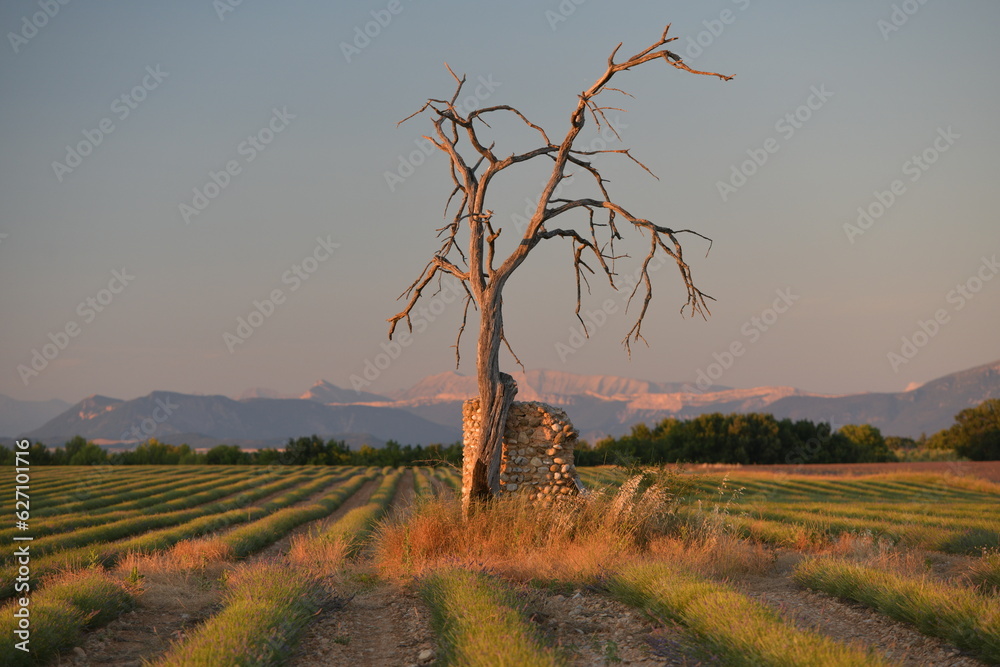 Wall mural landscape with tree